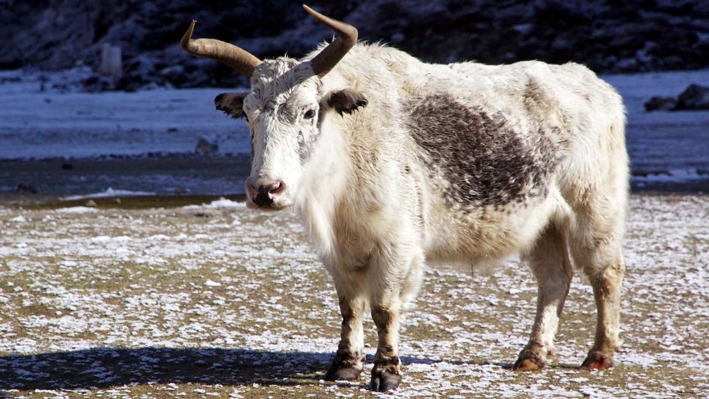 Yak (male)